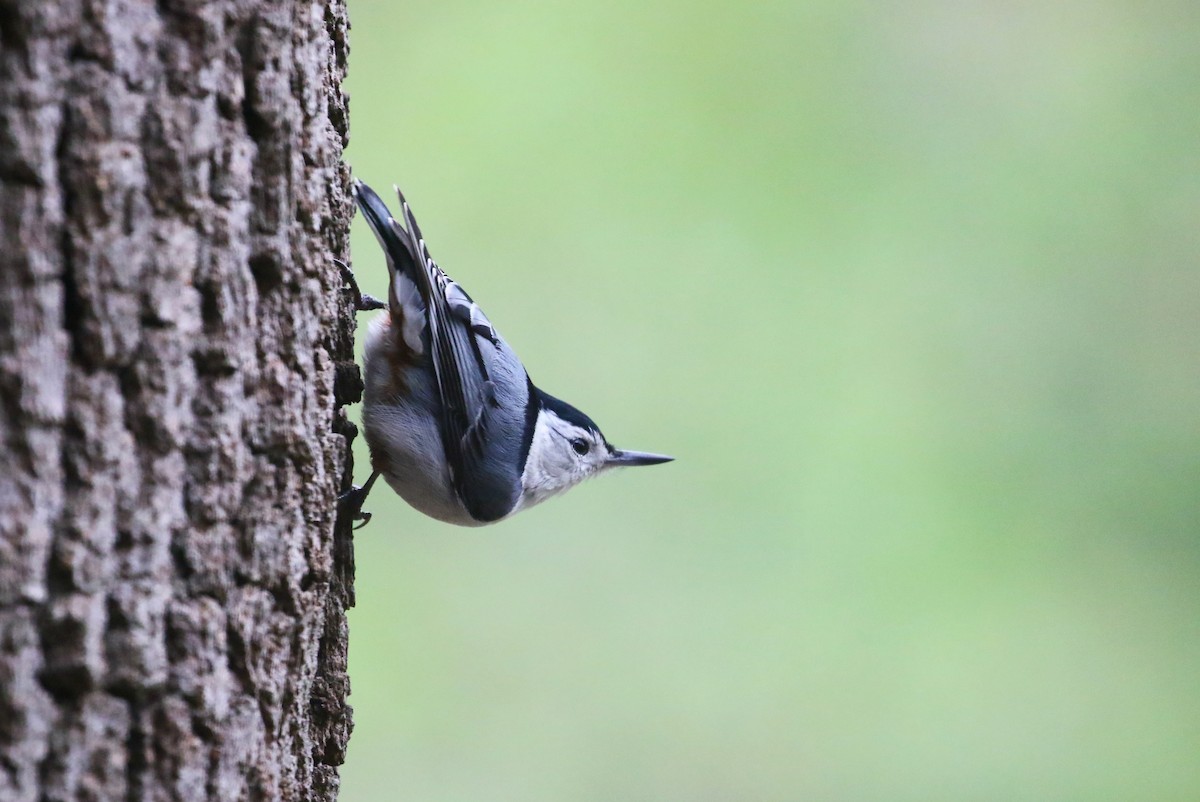 White-breasted Nuthatch (Eastern) - ML636548726