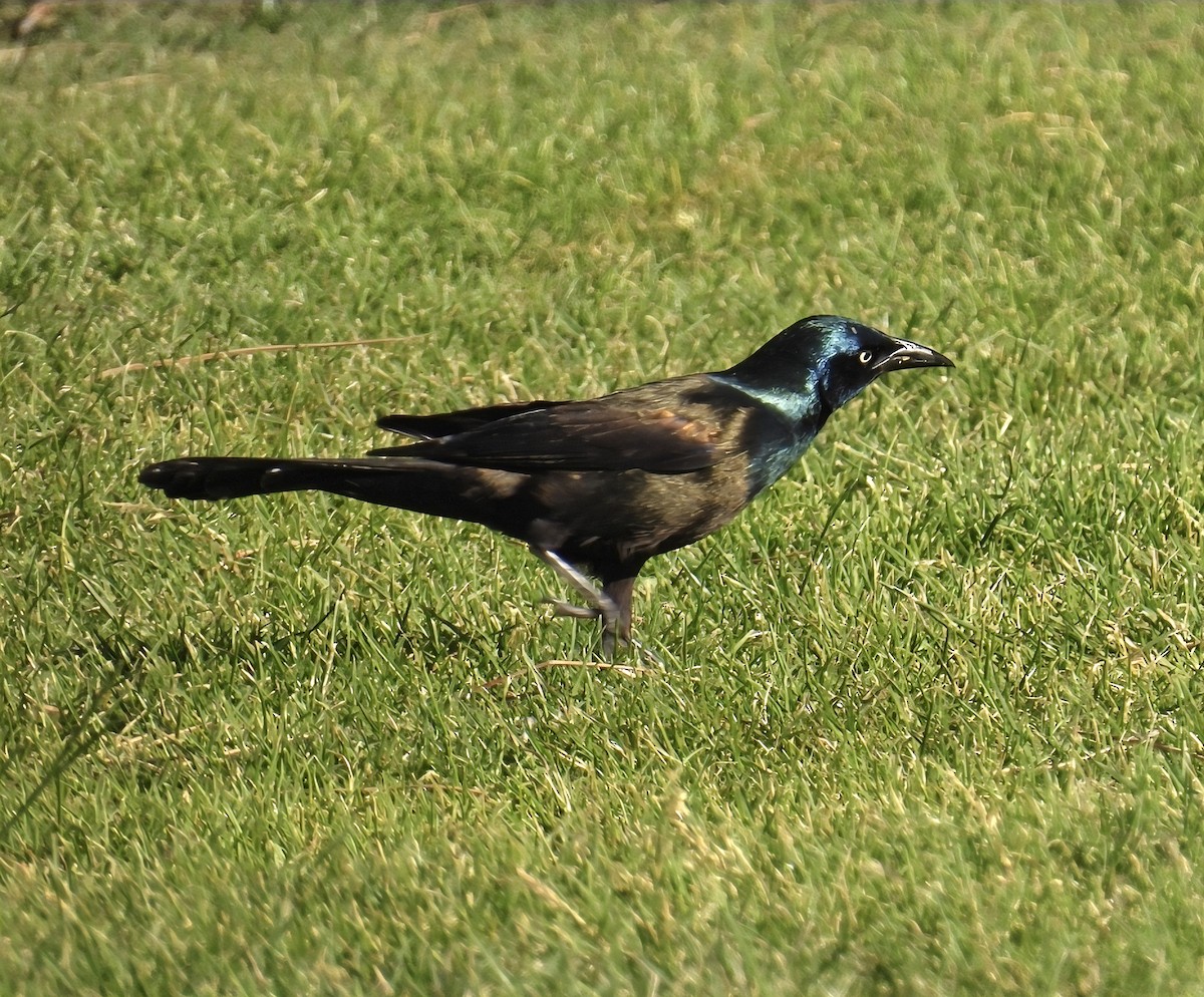 Purpurgrackel (versicolor) - ML636548790
