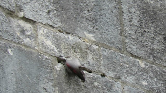Tichodrome échelette - ML636548839