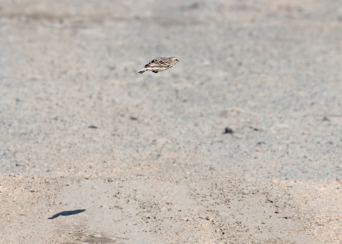 Black-throated Canary - ML636548862