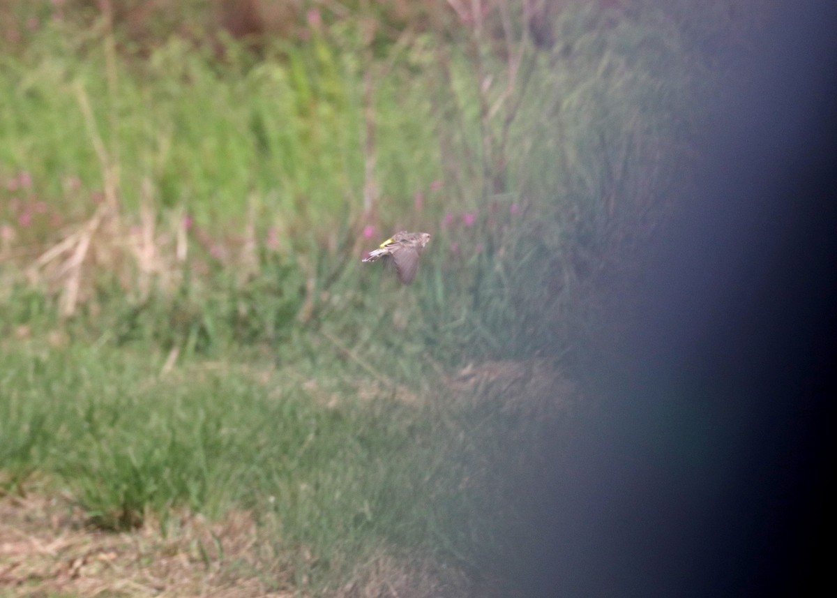 Black-throated Canary - ML636548863