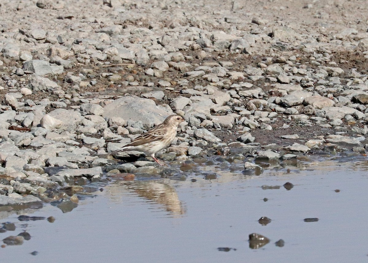 Black-throated Canary - ML636548864