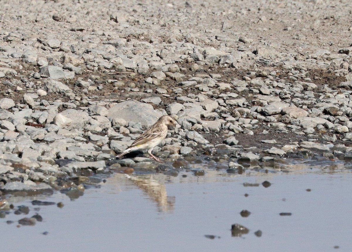 Black-throated Canary - ML636548865