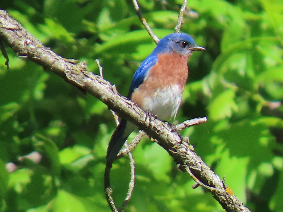 Eastern Bluebird - ML636548949