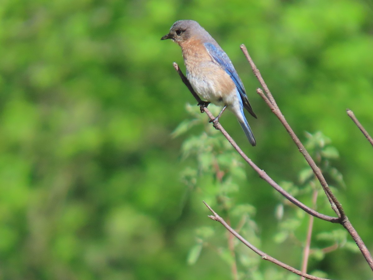 Eastern Bluebird - ML636548950