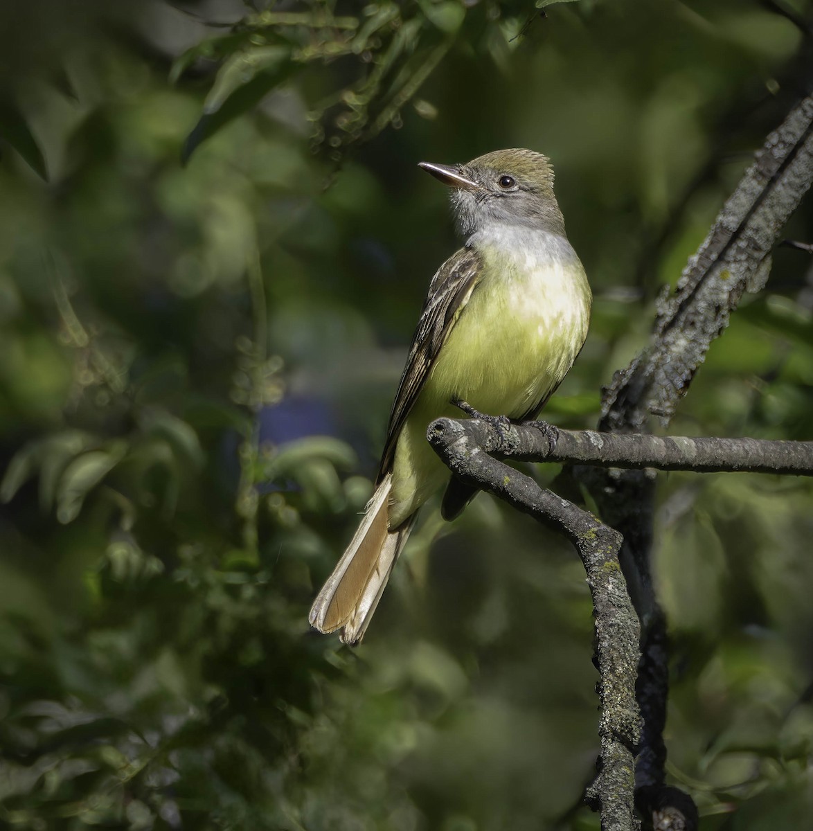 Great Crested Flycatcher - Marisa Hernandez