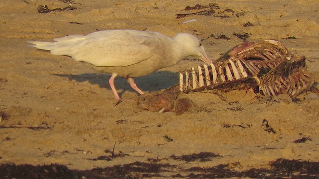 Glaucous Gull - ML636549065