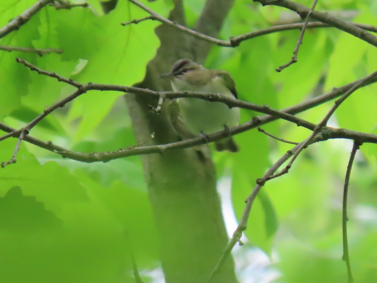 Red-eyed Vireo - ML636549104