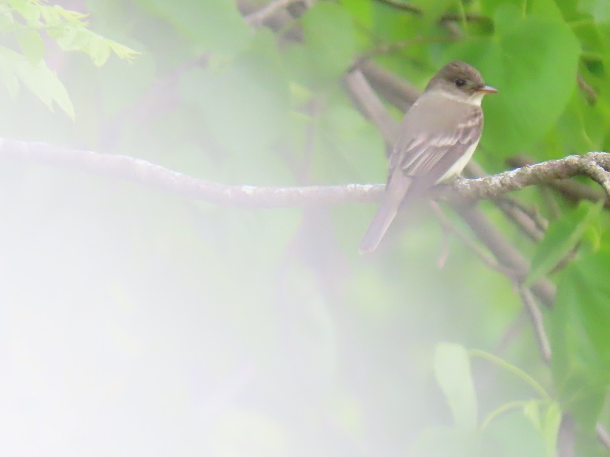 Eastern Wood-Pewee - ML636549154