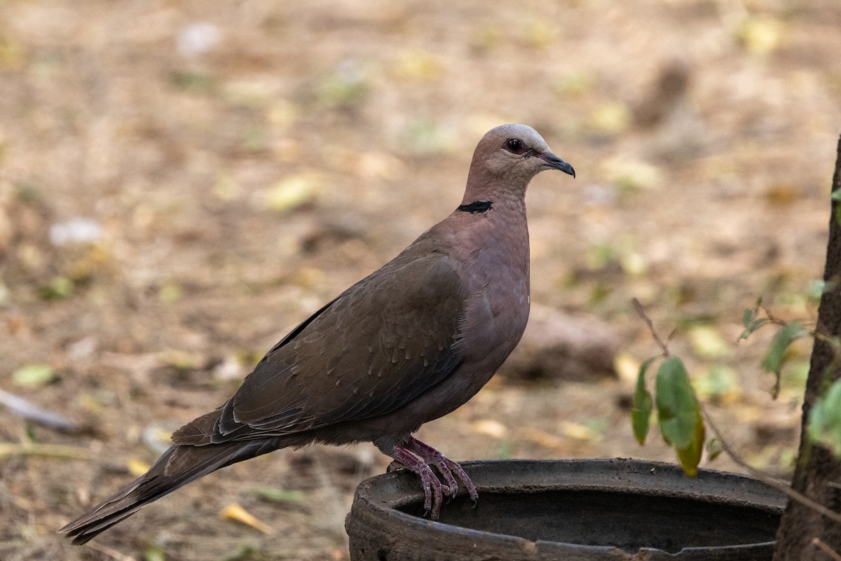 Red-eyed Dove - ML636549176