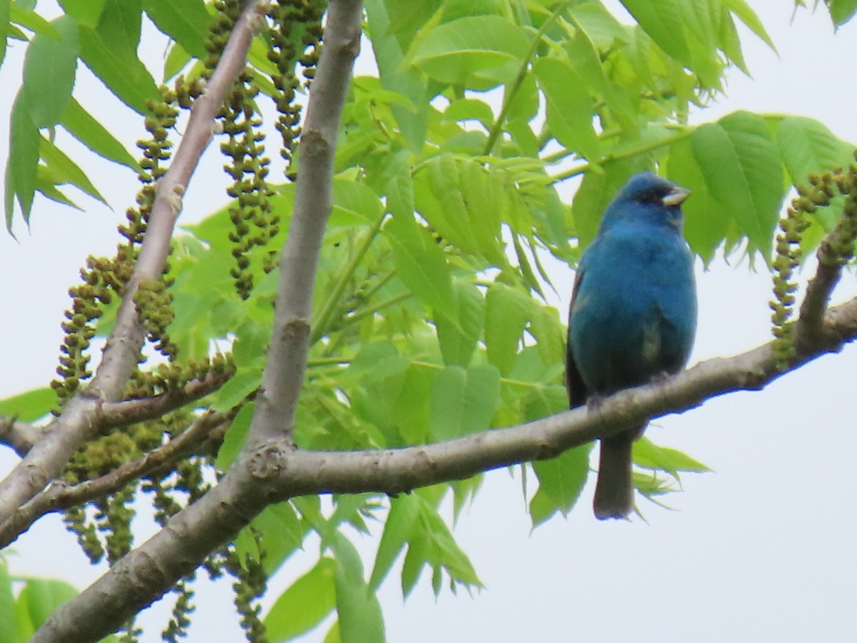 Indigo Bunting - ML636549206