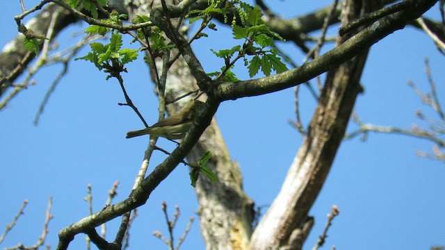 Iberian Chiffchaff - ML636549208