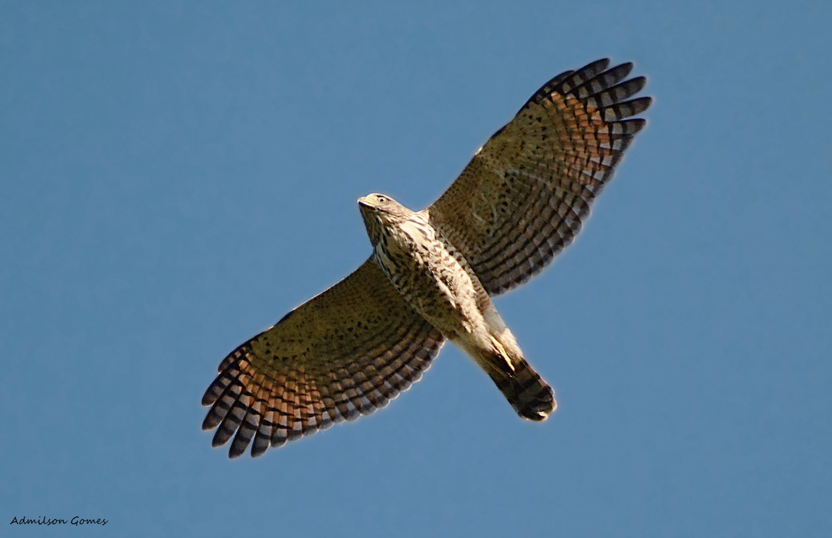 Roadside Hawk - ML63654921