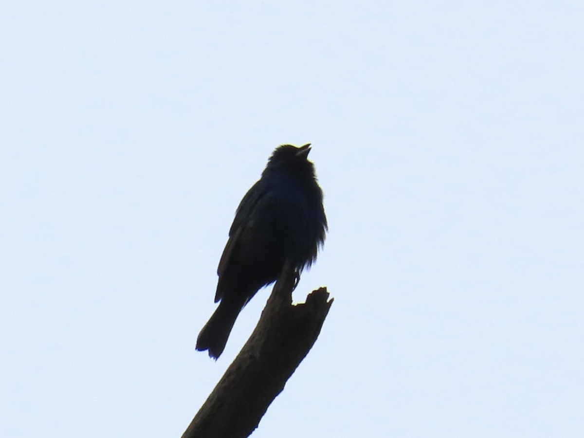 Indigo Bunting - ML636549243