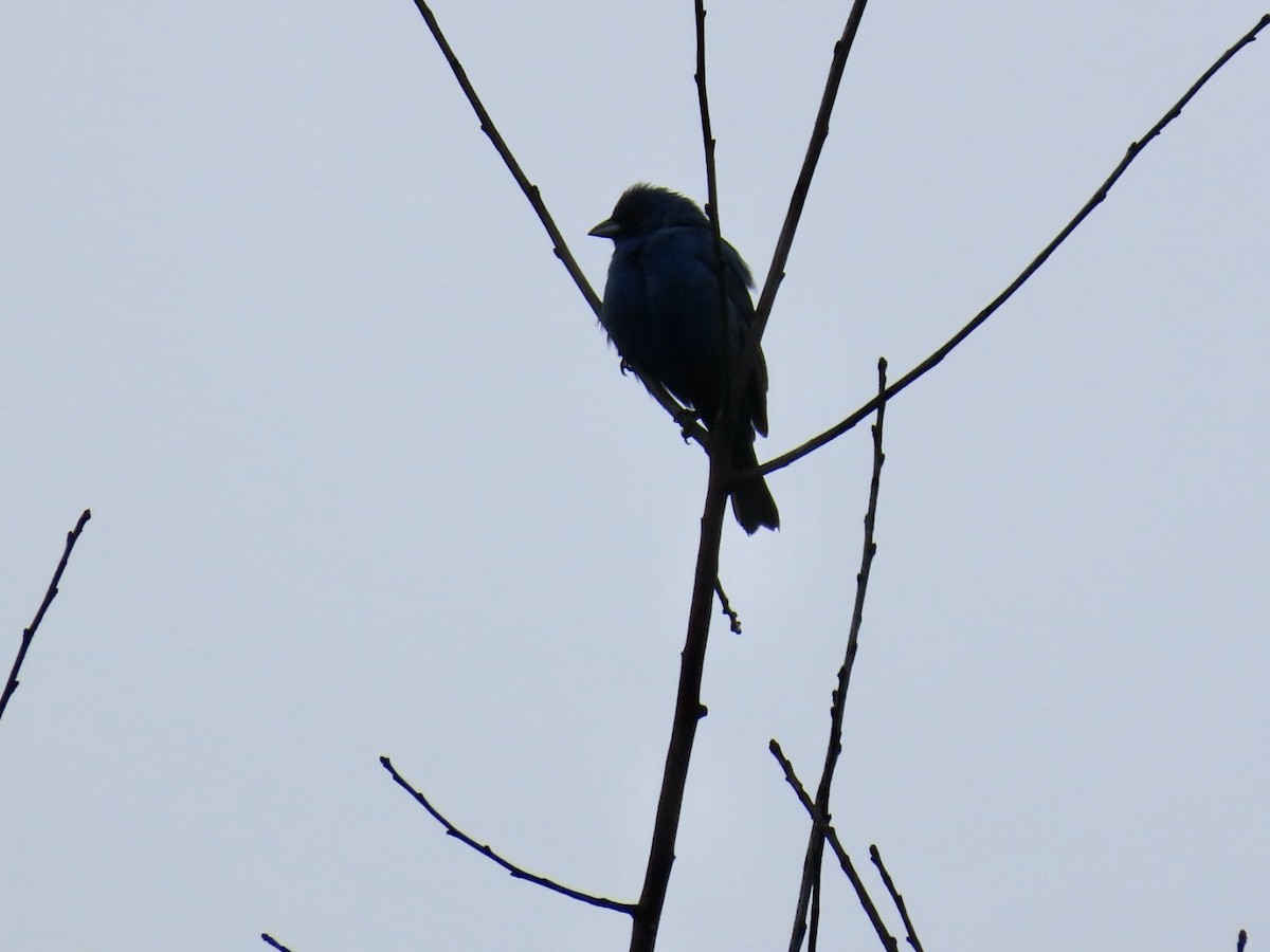 Indigo Bunting - ML636549256