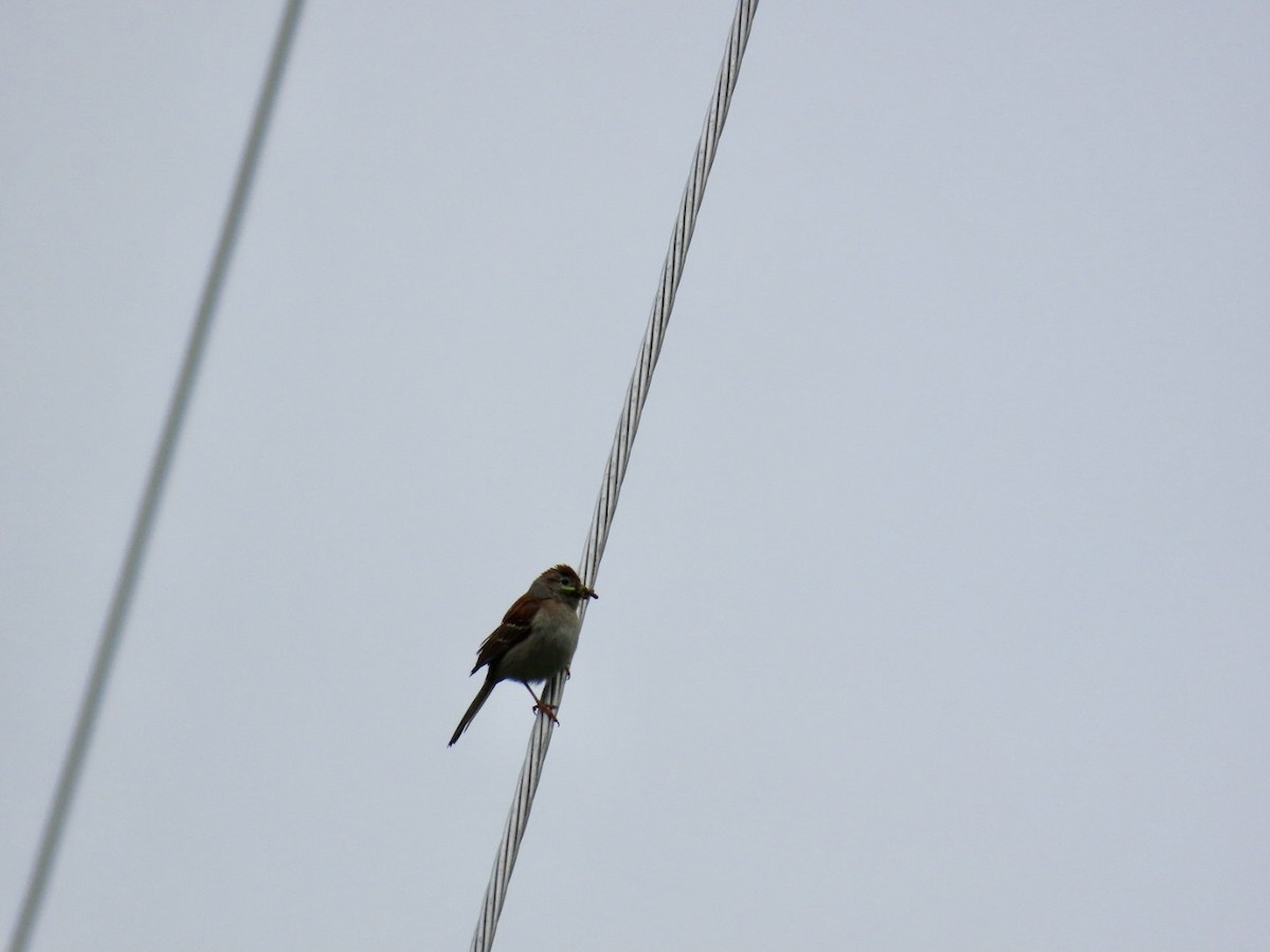 Field Sparrow - ML636549321