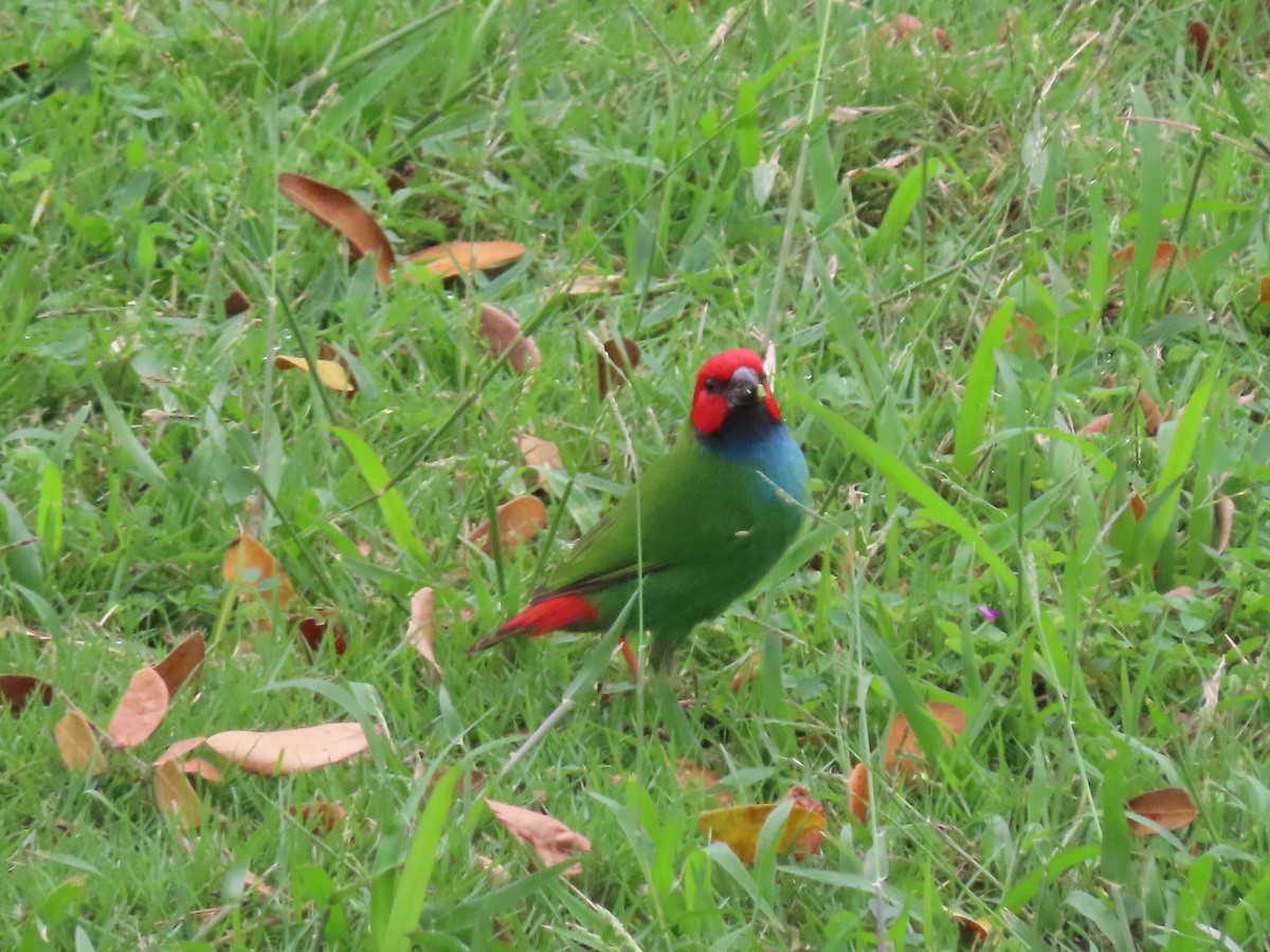 Fiji Parrotfinch - ML636549339
