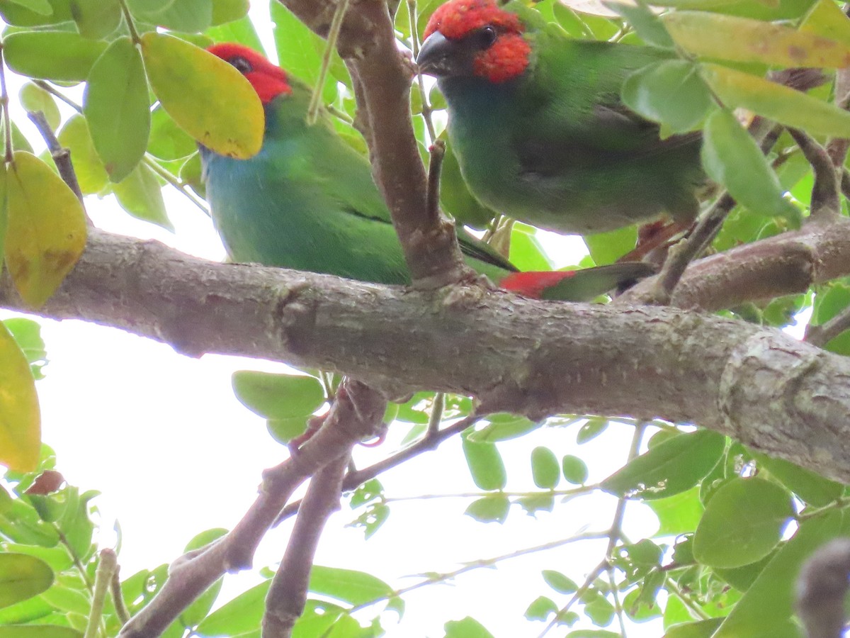 Fiji Parrotfinch - ML636549349