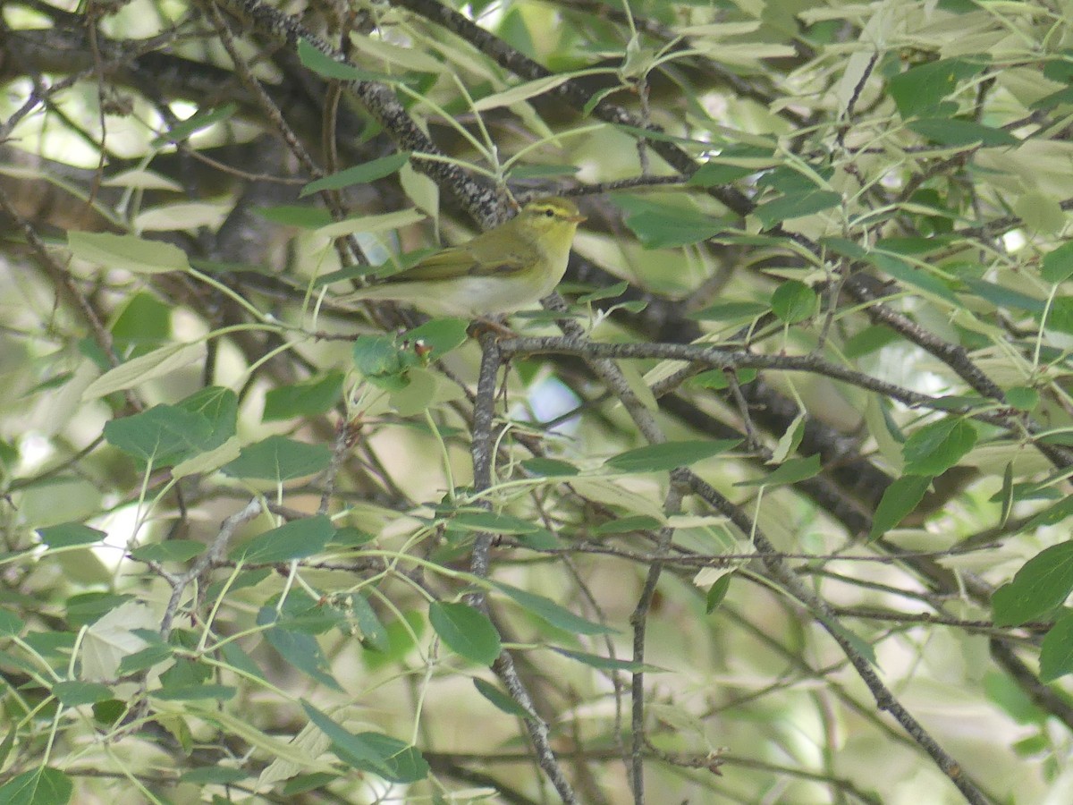 Wood Warbler - ML636549359