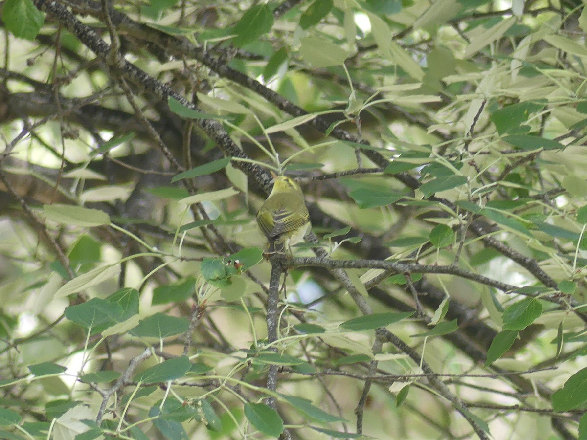 Wood Warbler - ML636549361