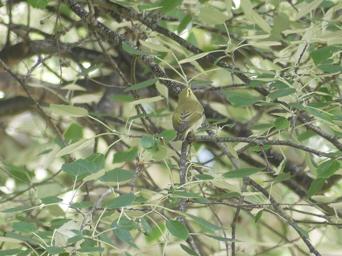 Wood Warbler - ML636549362