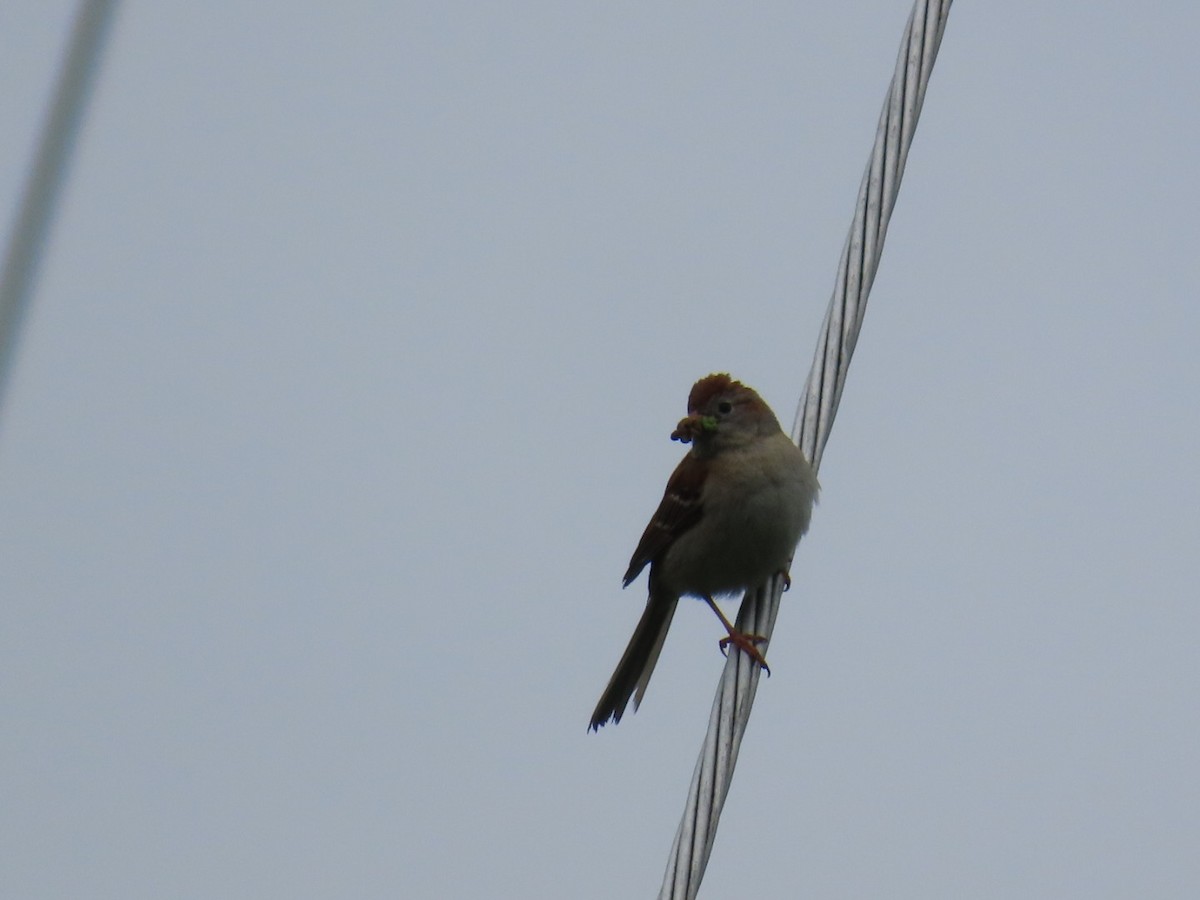 Field Sparrow - ML636549372