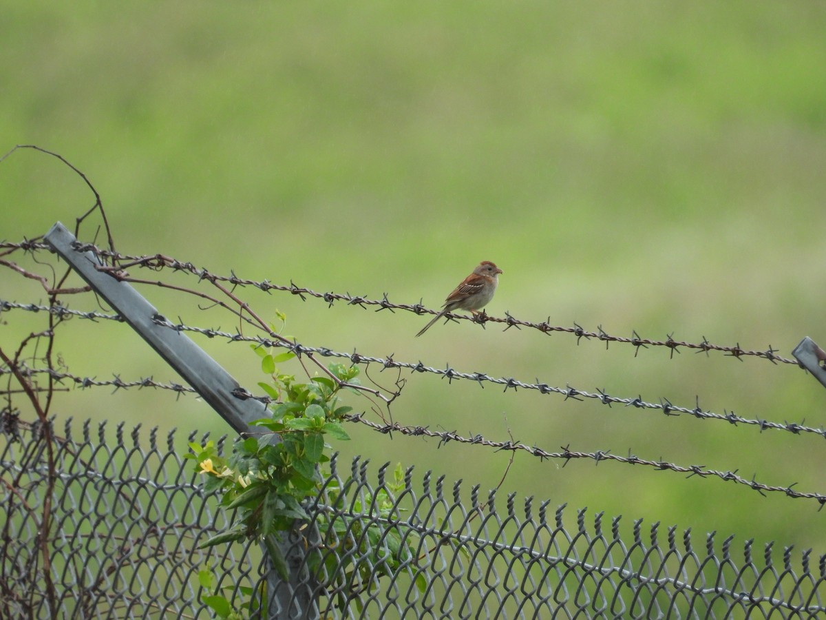 Field Sparrow - ML636549375