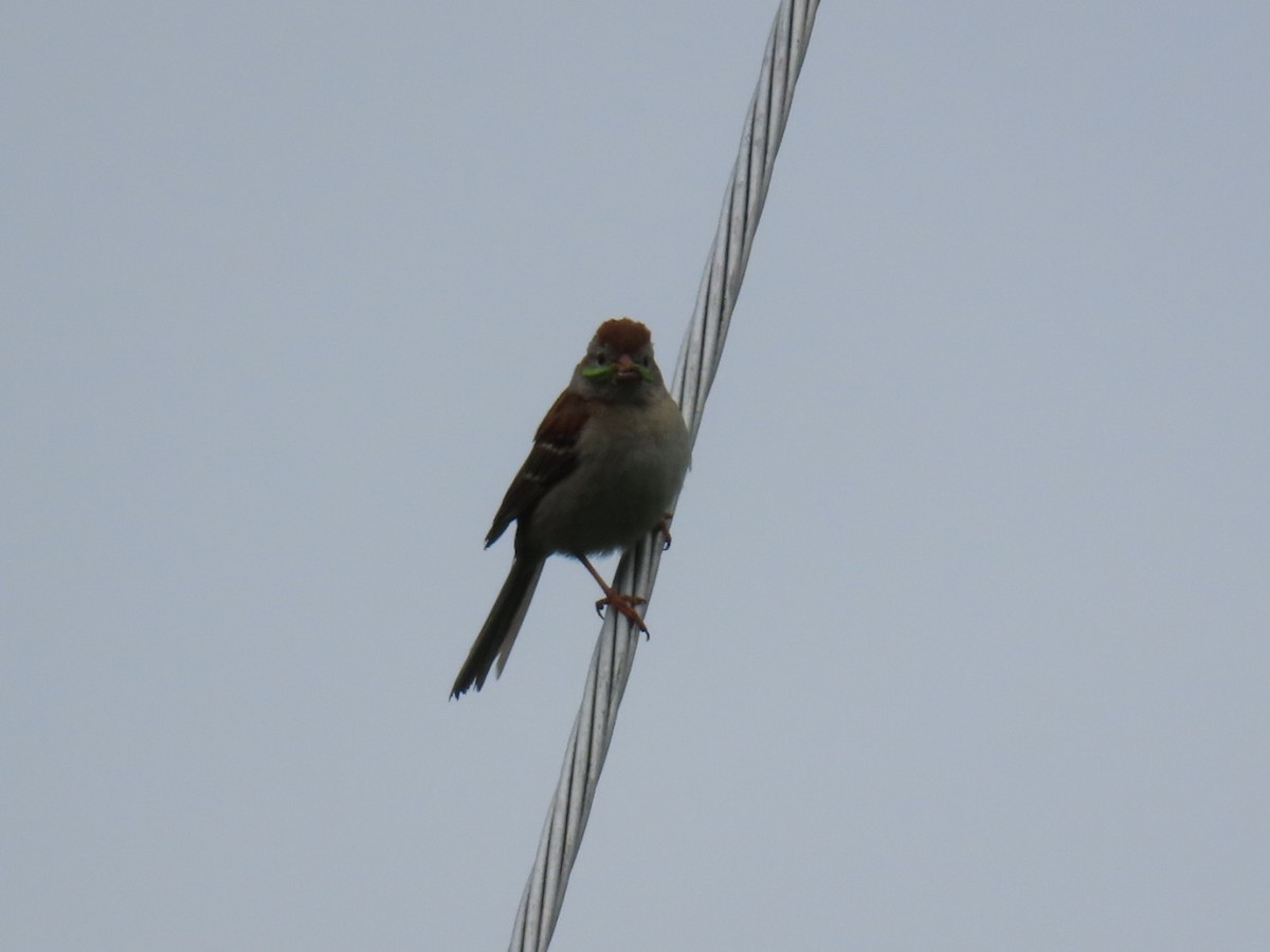 Field Sparrow - ML636549382