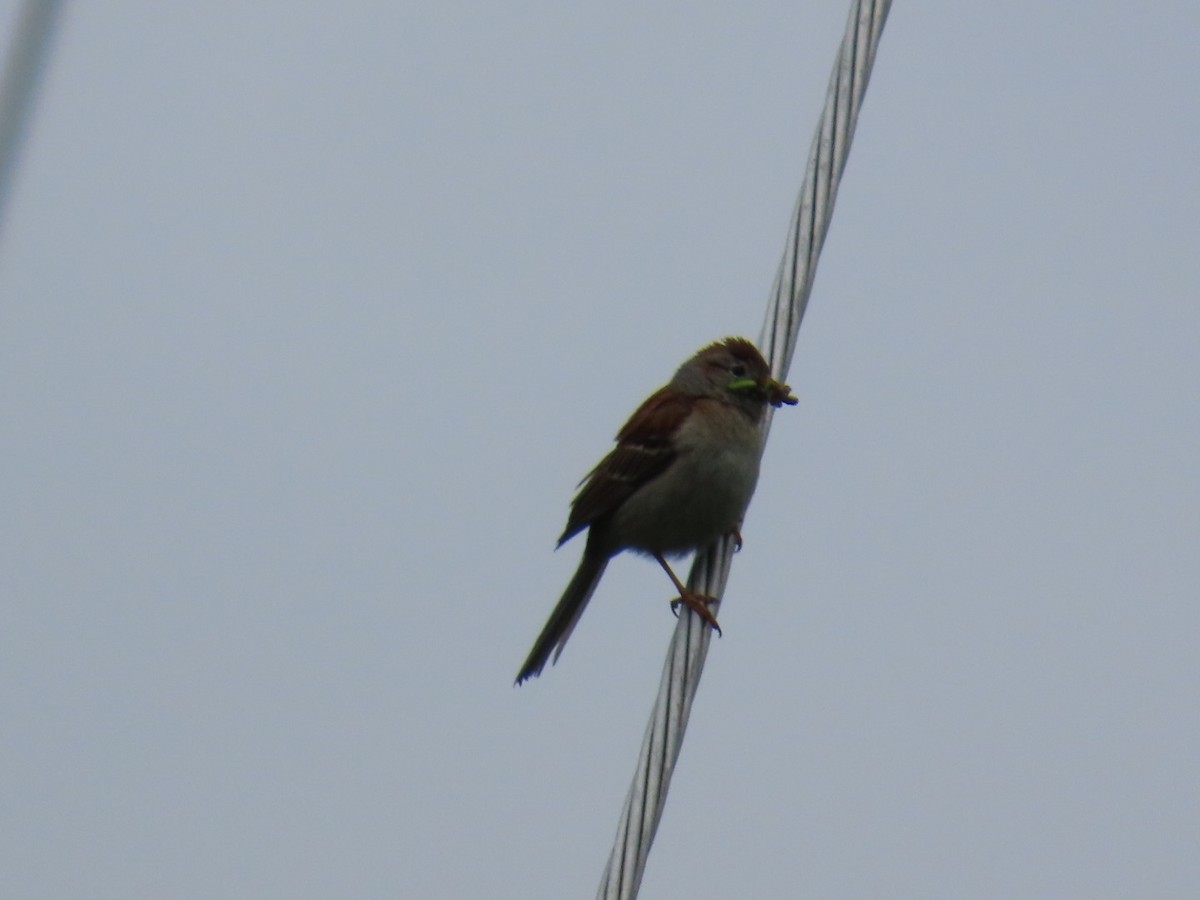 Field Sparrow - ML636549398