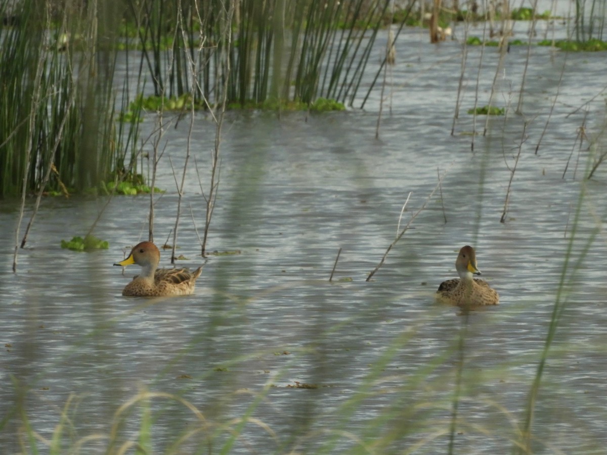 Yellow-billed Pintail - ML636549445