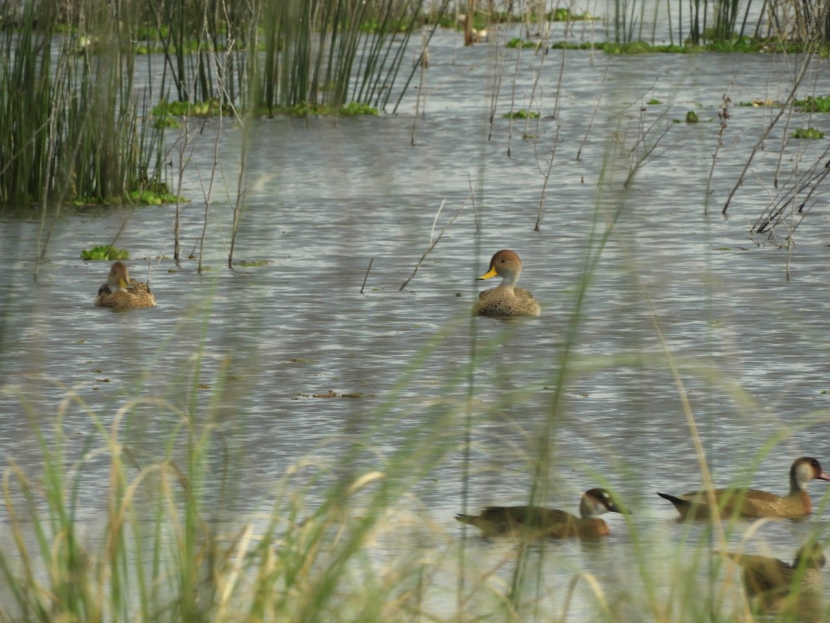 Yellow-billed Pintail - ML636549448