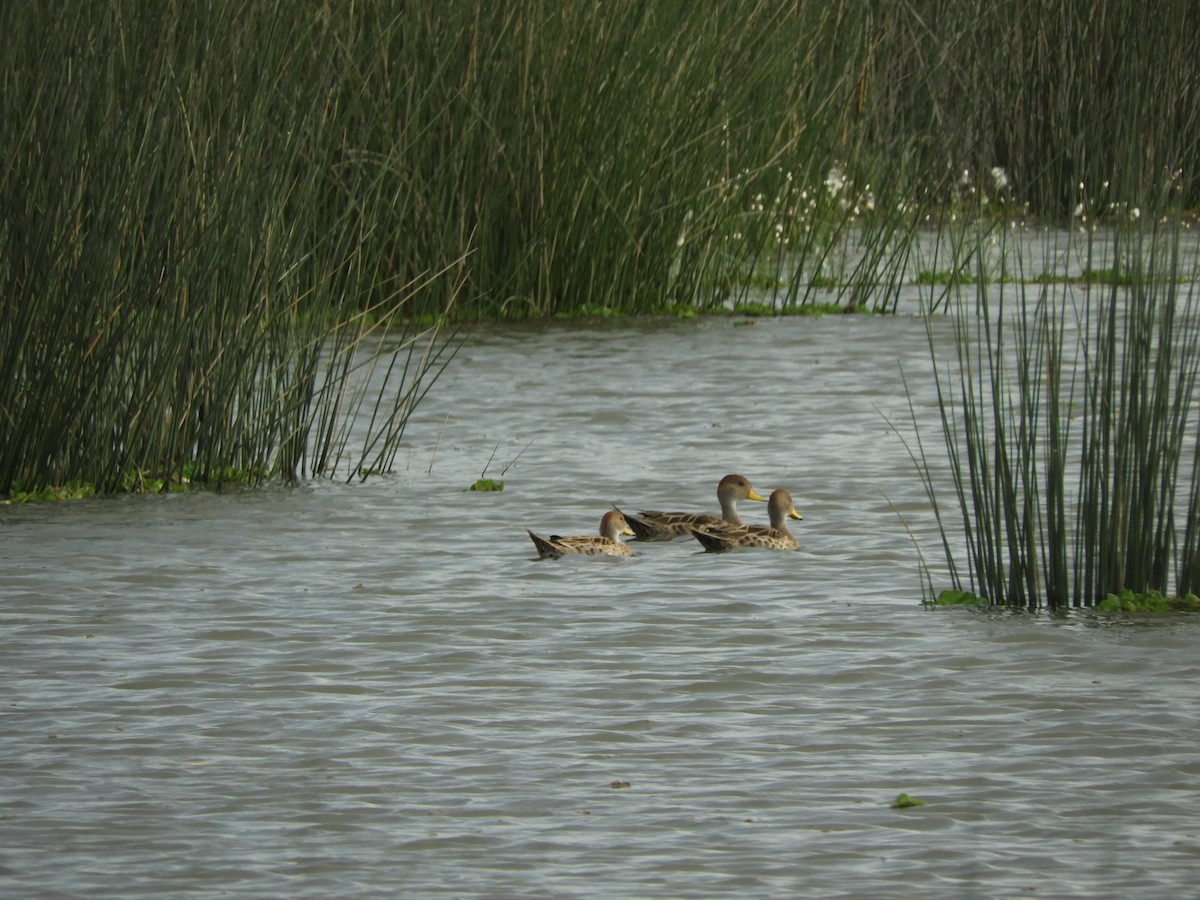 Yellow-billed Pintail - ML636549449