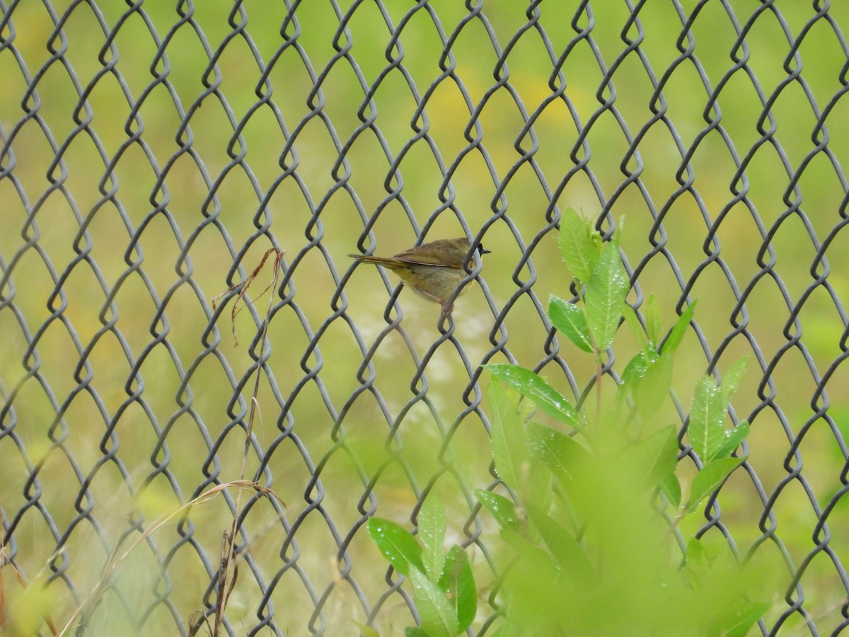 Common Yellowthroat - ML636549463