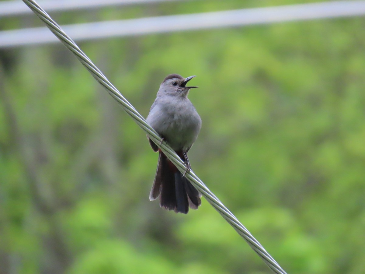 Gray Catbird - ML636549499