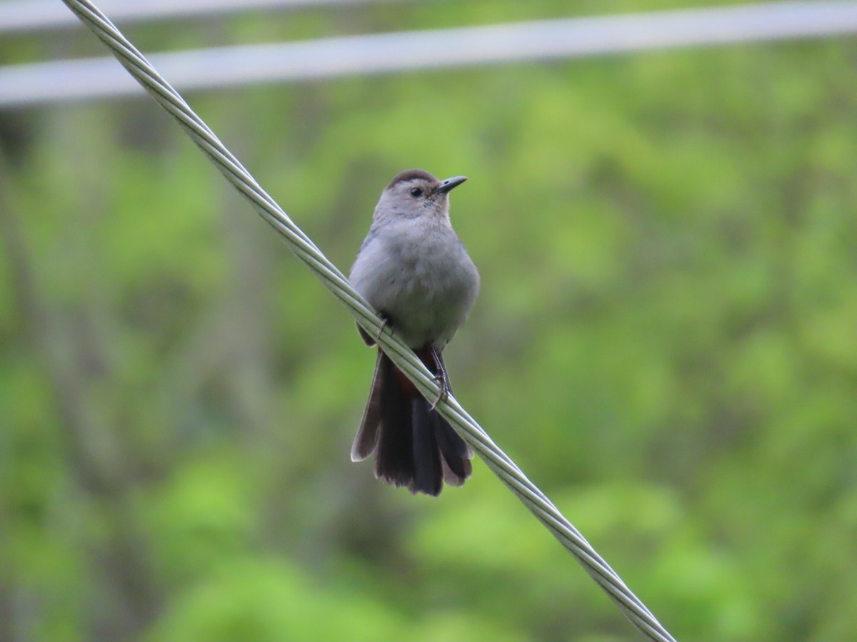 Gray Catbird - ML636549511