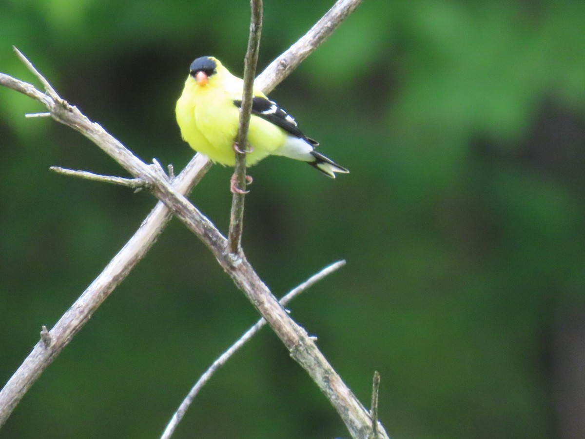 American Goldfinch - ML636549596