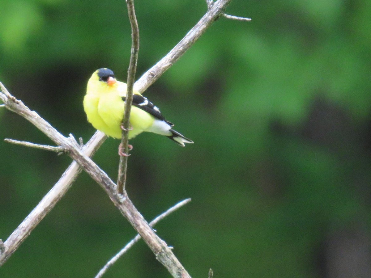 American Goldfinch - ML636549597