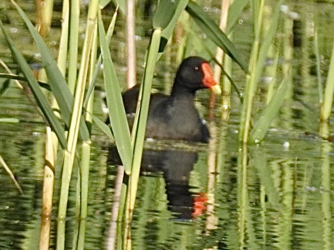 Common Gallinule - ML636549609