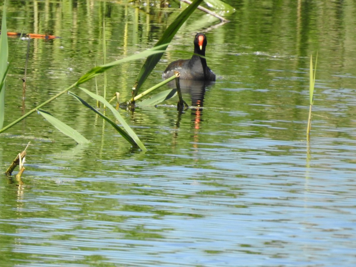 Common Gallinule - ML636549610
