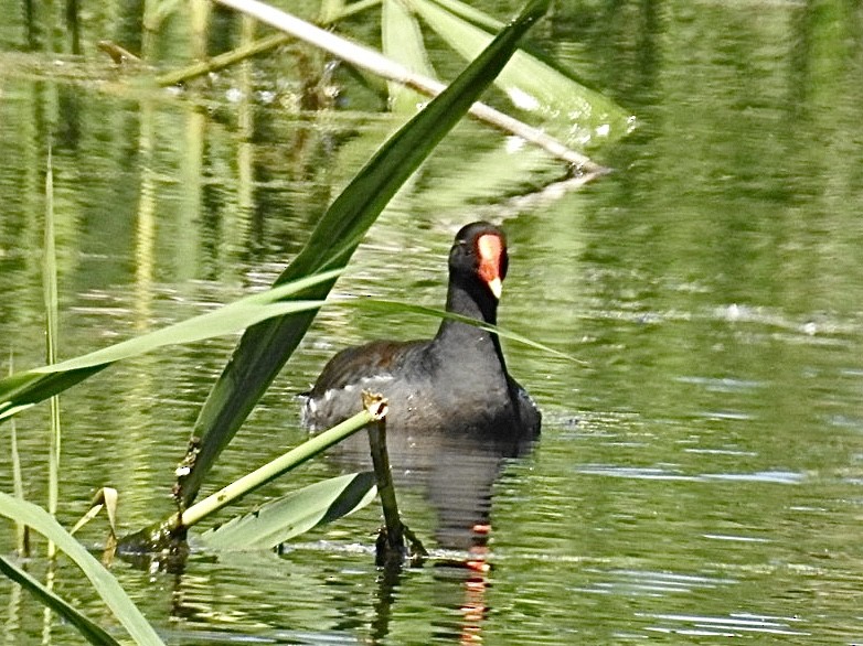 Common Gallinule - ML636549611
