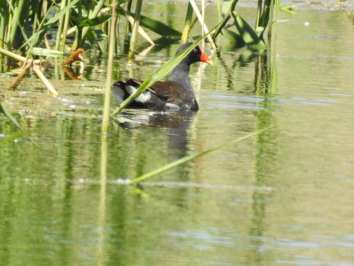 Common Gallinule - ML636549612