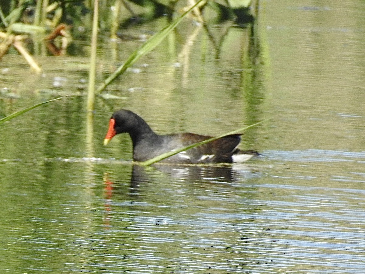 Common Gallinule - ML636549613
