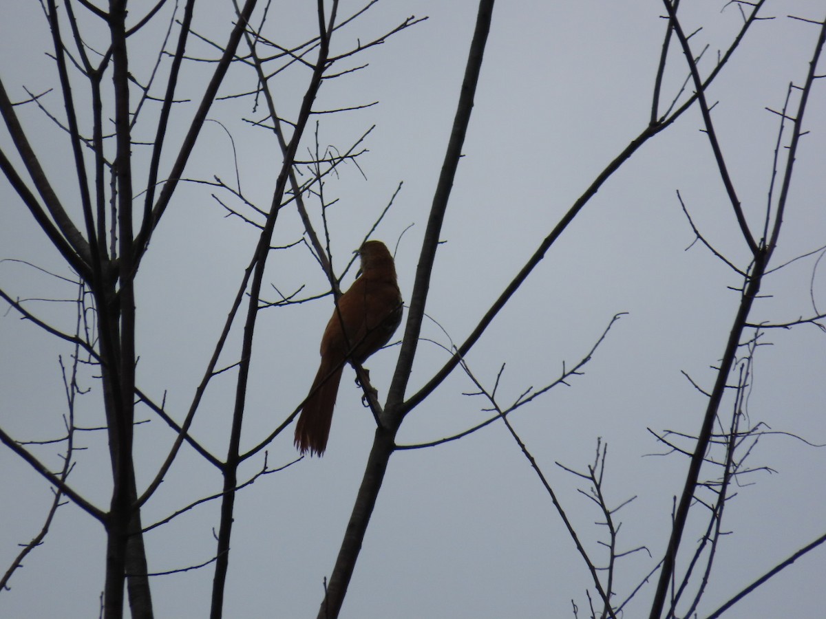 Brown Thrasher - ML636549616