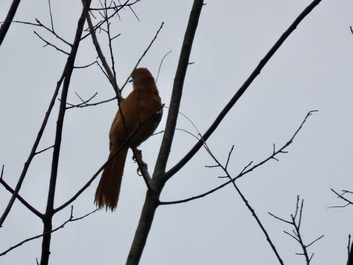 Brown Thrasher - ML636549633