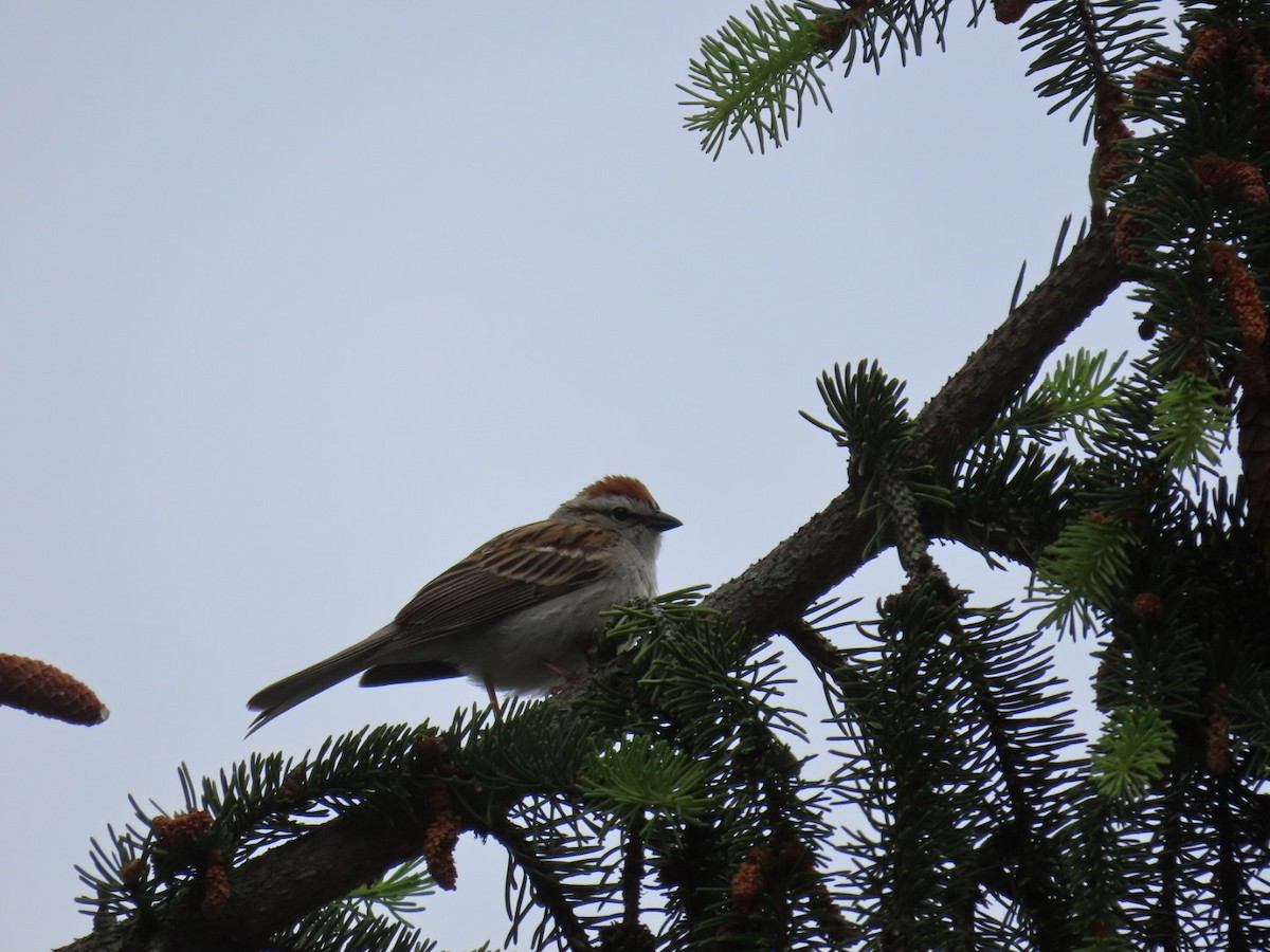 Chipping Sparrow - ML636549674