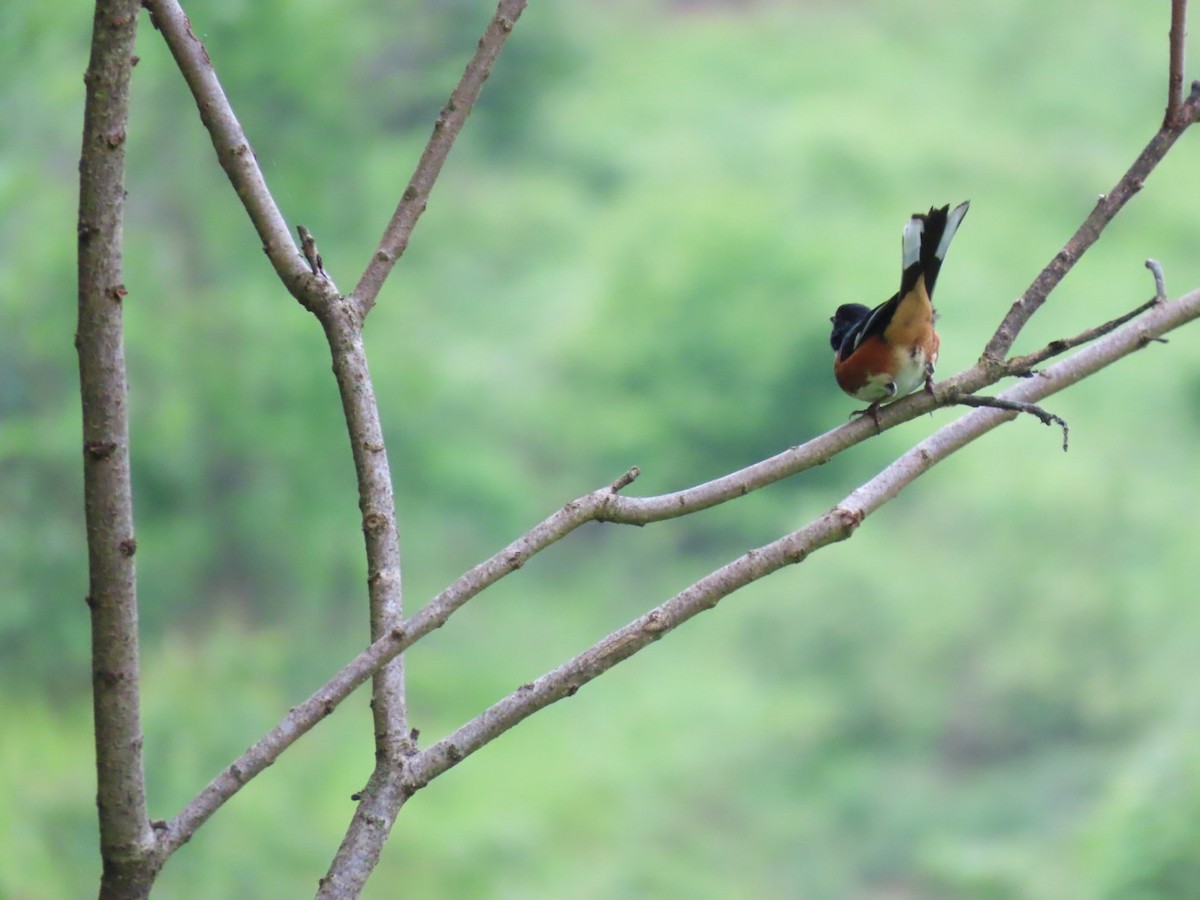 Eastern Towhee - ML636549690