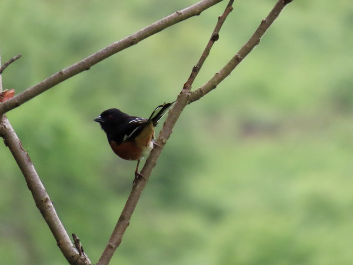 Eastern Towhee - ML636549691