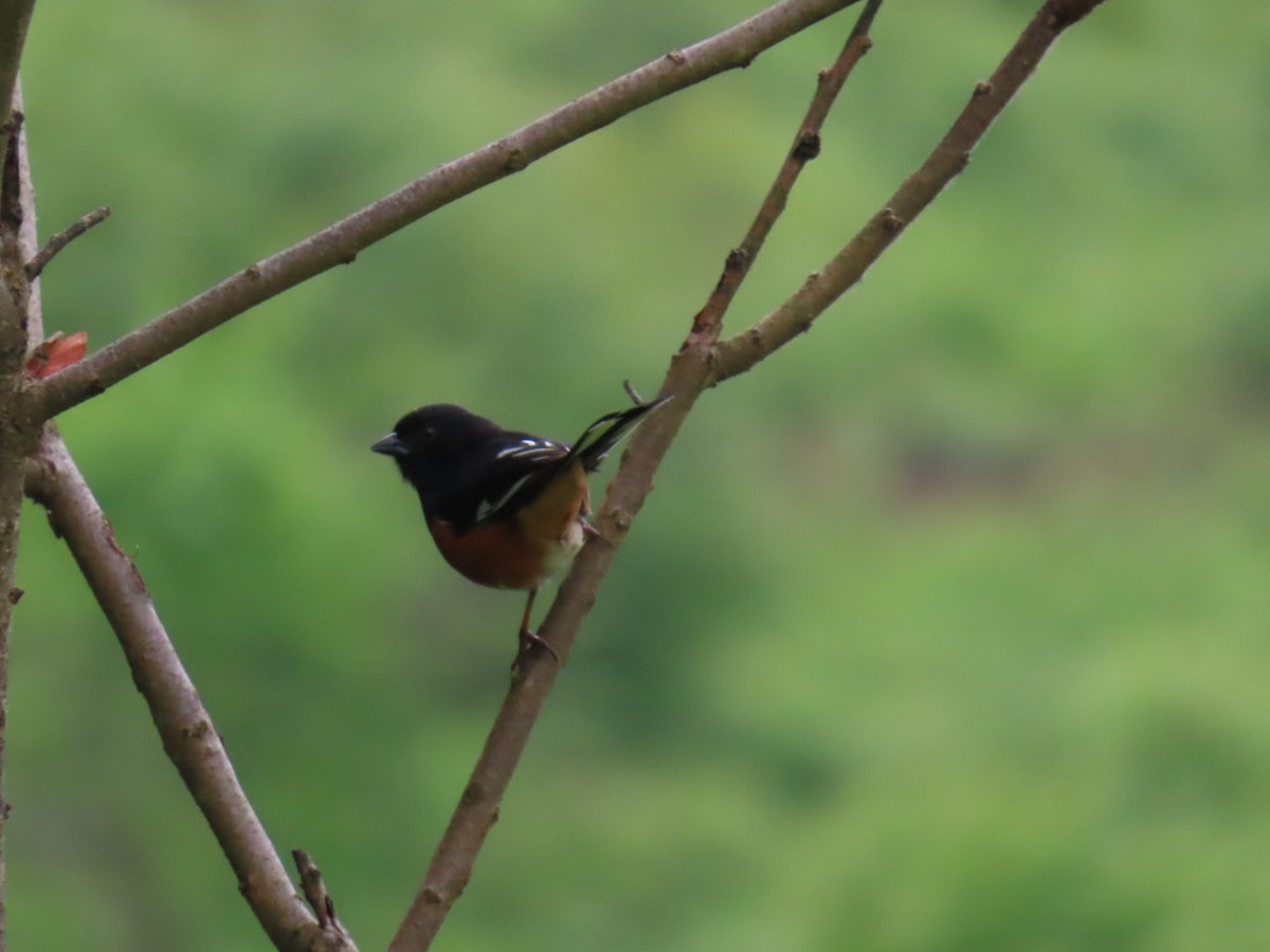 Eastern Towhee - ML636549693