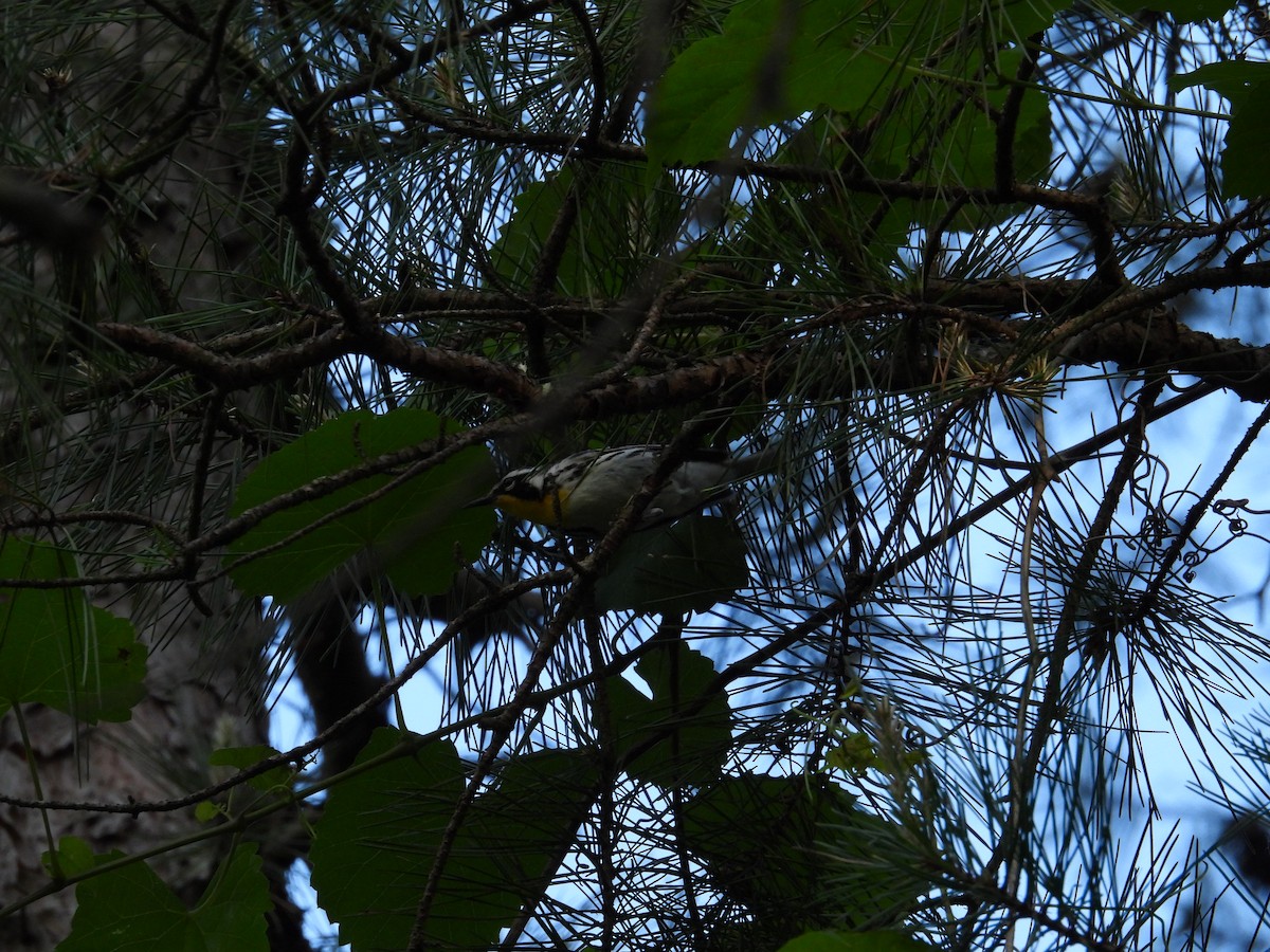 Yellow-throated Warbler - ML636549756