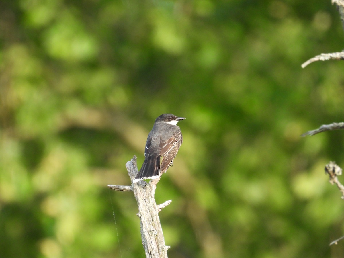 Eastern Kingbird - ML636549771